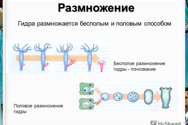 Ссылки на кракен маркетплейс